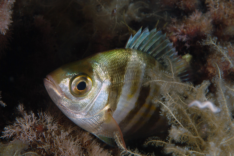 Spondyliosoma cantharus juvenile di notte